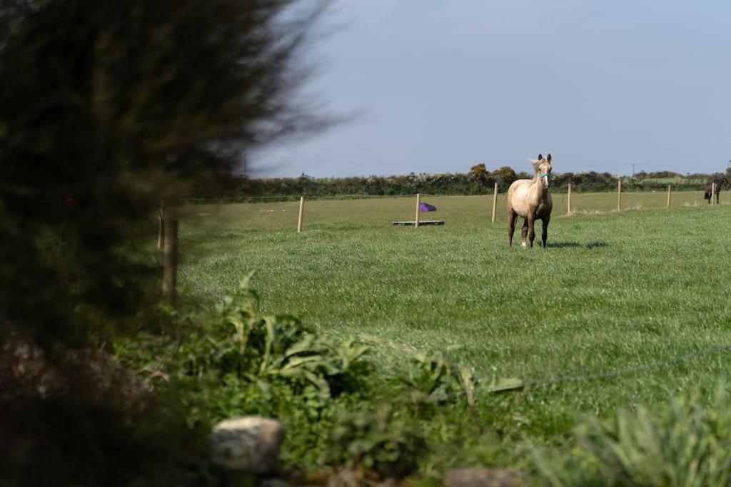 Porthcurno Barns, The Cart Lodge - Cosy Cottage, Walk To Porthcurno Beach, Pedn Vouder & Minack Theatre Penzance Eksteriør billede